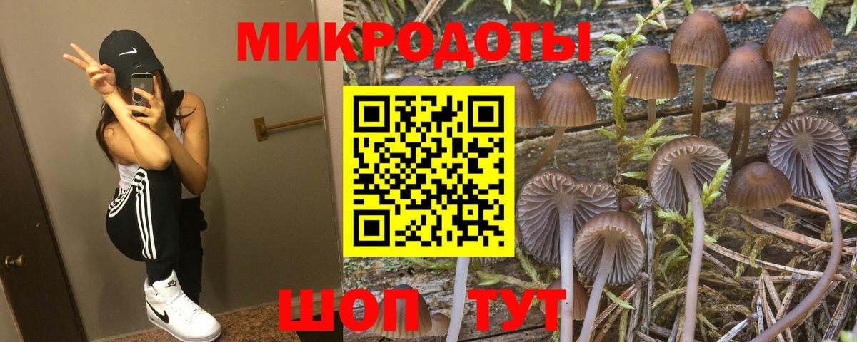 Псилоцибиновые грибы Psilocybe Владикавказ